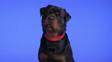 Kafasını eğmiş, ağzı açık, yemek için heyecanlanan ve mor arka planda salya akıtan meraklı, siyah bir köpek.