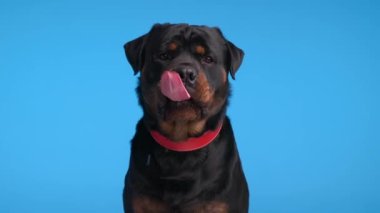 Kırmızı yakalı aç köpek yavrusu soluk soluğa, ileriye ve varlığa bakarken tükürük damlatıyor, başını öne eğiyor ve mavi arka planda oturuyor.