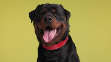 Heyecanlı, siyah Rottweiler yetişkin köpeği kırmızı yakalı, tükürük damlayan, aç ve sarı arka planda bir atıştırmalık bekliyor.
