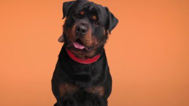 Kırmızı yakalı, kırmızı yakalı, tükürük damlatan, dilini dışarı çıkaran ve turuncu arka planda nefes nefese kalan aç gözlü, büyük Rottweiler 'ın videosu.