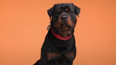 hevesli siyah Rottweiler köpek yavrusu dilini uzatıyor, ağzının suyu akıyor ve turuncu arka planda atıştırmak için sabırsızlanıyor.