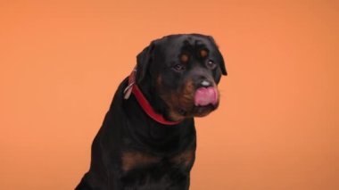 Kırmızı yakalı, dilinden sarkan, ağzı ve burnu yalayan turuncu arka planda oturan güzel köpek videosu.