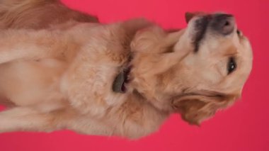 Merak uyandıran Golden Retriever köpeği, dilini çıkarıp yukarı bakıyor ve kırmızı arka planda otururken burnunu yalıyor.