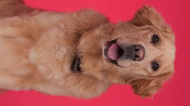 Tatlı Golden Retriever köpeğinin dikey videosu. Dili dışarı çıkmış ve soluk soluğa kalmış. Önüne bakıyor ve kırmızı arka planda oturuyor.