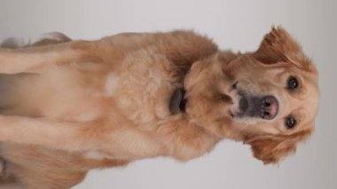 Güzel Labrador av köpeği oturuyor, ileriye bakıyor ve stüdyodaki gri arkaplanın önünde merak ediyor.