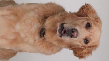 Mutlu Golden Retriever Köpeği dilini dışarı çıkartıyor, soluk soluğa ve gri arka planda otururken ileriye bakıyor