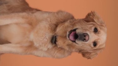 Sevimli Golden Retriever köpeğinin dikey videosu. Dili dışarı çıkmış ve soluk soluğa kalmış. Turuncu arka planda oturuyor.