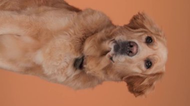 Meraklı Labrador av köpeği turuncu arka planda dille nefes nefese otururken, otururken ve hareket ederken başka yöne bakıyor.