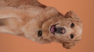 Mutlu Golden Retriever köpeğinin dili açık soluk soluğa kaldığı, etrafa bakındığı ve turuncu arka planda oturduğu dikey video.