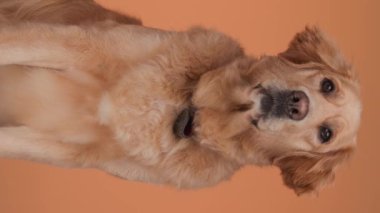 Değerli Golden Retriever köpeği gözlerini kaçırıyor, stüdyoda turuncu arka planda otururken burnunu çekiyor.