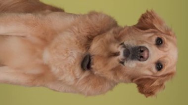 Tatlı Golden Retriever köpeğinin oturduğu, gözlerini kaçırdığı ve sarı arka planda soluk soluğa kaldığı dikey video.