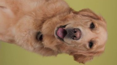 Güzel Golden Retriever köpeği dili dışarı çıkartıyor, soluk soluğa ve uzağa bakıyor sarı arka planda otururken