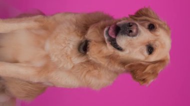 Tatlı Golden Retriever köpeğinin dilinden sarkan, nefes alıp veren pembe arka planda oturduğu dikey bir video.
