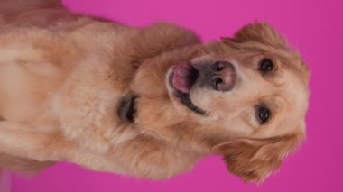 Tatlı Golden Retriever köpeği gözlerini kaçırıyor, dili açık soluyor ve pembe arka planda oturuyor.