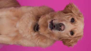 Tatlı Golden Retriever köpeği, dilini çıkarıp nefes nefese ileriye bakıyor ve pembe arka planda oturuyor.