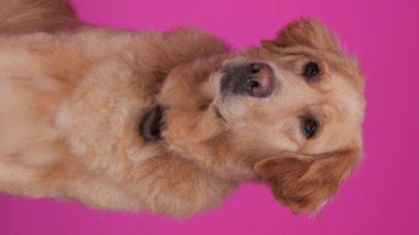 Merak uyandıran Labrador av köpeği oturuyor, başka tarafa bakıyor ve pembe arka planda dille nefes nefese kaldıktan sonra kokluyor.