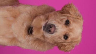 Açgözlü Labrador av köpeğinin burnunu yaladığı, burnunu çektiği ve pembe arka planda başka tarafa bakarken meraklı olduğu dikey bir video.