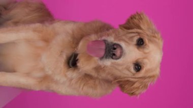 Dilini çıkarıp burnunu yalayan, pembe arka planda oturup koklayan aç Golden Retriever köpeği.