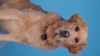Güzel Labrador av köpeği mavi arka planda otururken etrafa bakıyor.