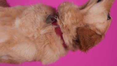 Açgözlü golden retriever köpeği yukarı bakıyor, dilini çıkarıyor ve pembe arka planda otururken burnunu yalıyor.