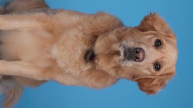 Tatlı Labrador av köpeği ileri bakıyor, stüdyoda mavi arka planda poz verirken oturuyor ve burnunu yalıyor.