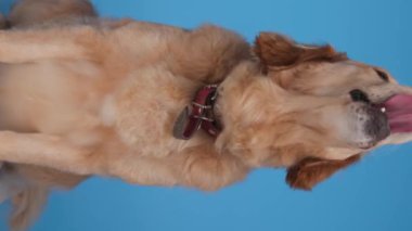 Önüne bakıp mavi arka planda otururken dilini çıkarıp burnunu yalayan aç Golden Retriever köpeğinin dikey videosu.