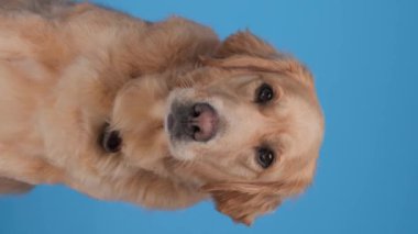 Tatlı Golden Retriever köpeği dilini dışarı çıkartıyor, nefes alıyor ve burnunu yalıyor. Etrafına bakıyor ve mavi arka planda oturuyor.