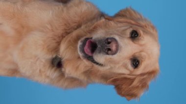 Tatlı Golden Retriever köpek yavrusunun dikey videosu. Dili dışarı çıkmış ve soluk soluğa kalmış. Mavi arka planda.