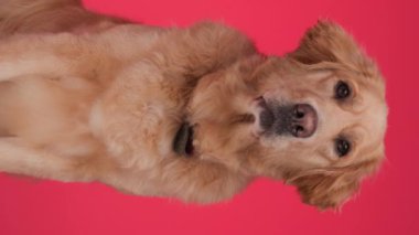 Labrador köpek yavrusu oturuyor, ileriye bakıyor ve kırmızı arkaplan önünde dili açık soluyor.