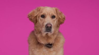 Küçük şirin Labrador av köpeği tasması ileri geri bakıyor ve pembe arka planda oturuyor.