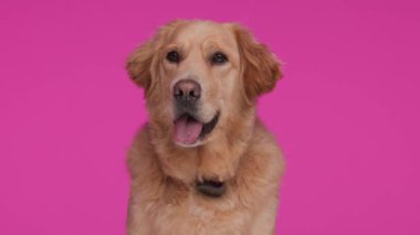 Tatlı Golden Retriever köpeği burnunu yalıyor ve soluk soluğa kalarak ileriye bakıyor ve pembe arka planda oturuyor.
