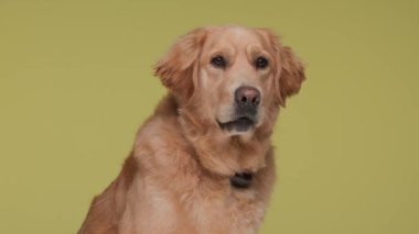 Tatlı Labrador av köpeği dili açık, ileriye bakıyor ve sarı arka planda oturuyor.