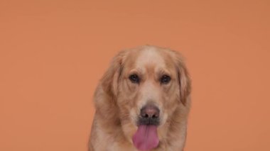 Güzel Golden Retriever köpeğinin dilini uzattığı, burnunu yaladığı ve turuncu arka planda nefes aldığı bir video projesi.