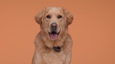 Labrador 'un tapılası köpeği dilini çıkarıp nefes nefese ilerlerken turuncu arka planda oturuyor.