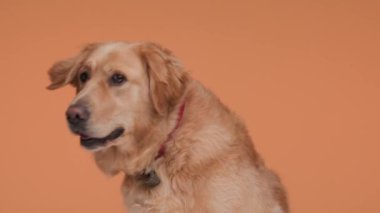 meraklı küçük golden retriever köpek yavrusu etrafa bakıyor, kokluyor, dilini çıkarıyor ve nefes nefese turuncu arka planda oturuyor.