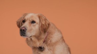 Tatlı Golden Retriever Köpeği oturur, nefes nefese kalır, dilini dışarı çıkarır, turuncu arka planı koklar ve merak eder.