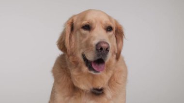Tatlı Golden Retriever köpeği dili açık soluk soluğa, etrafa bakıyor ve gri arka planda oturuyor.