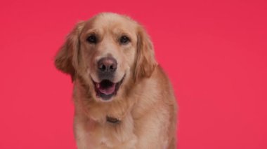 Güzel Golden Retriever köpeği ayakta dikilirken dilini çıkarıp soluk soluğa kalıyor, yana bakıyor ve kırmızı arkaplanın önünde hareket ediyor.