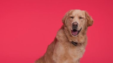Kırmızı yakalı sevimli Goldie 'nin yan görünüşü. Kırmızı arkaplanın önüne bakarken dili açıkta soluk soluğa kalıyor.