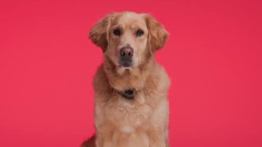 Kırmızı yakalı tatlı Golden Retriever köpeği kırmızı arka planda dili açık soluk soluğa otururken ileriye bakıyor.