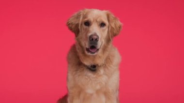 Kırmızı yakalı tatlı Goldie köpeği kırmızı arka planda otururken dilini uzatıp nefes nefese kaldı.