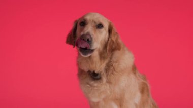 Açgözlü küçük Labrador av köpeği. Dilini çıkarıp burnunu yalarken kırmızı arka planda oturuyor.