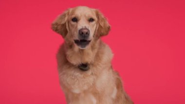 Meraklı Golden Retriever köpeği burnunu yalarken yukarı bakıyor ve açgözlü, kırmızı arka planda oturuyor.