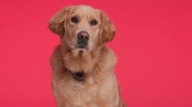 Golden retriever köpeğinin kırmızı arka planda aç gözlülük yaparken ileriye bakıp burnunu yaladığı bir video.