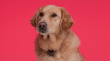 Golden Retriever köpek yavrusu dilini uzatıyor, kırmızı arka planda otururken nefes alıp veriyor ve burnunu yalıyor.