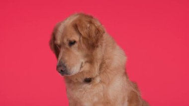 Yakası aşağı bakan, dili dışarı fırlayan ve kırmızı arka planda otururken nefes nefese kalan sevimli Goldie köpeği.