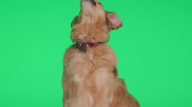 Güzel açgözlü Labrador av köpeği dilini çıkarıp burnunu yalıyor, yukarı ve yana bakıyor ve yeşil arka planda oturuyor.