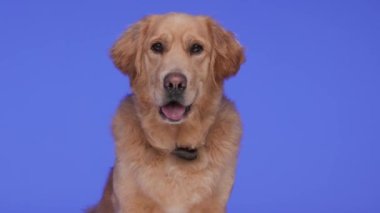 Tatlı Golden Retriever köpeği tasma takıyor, dilini çıkarıyor ve nefes nefese mor arka planda oturuyor.