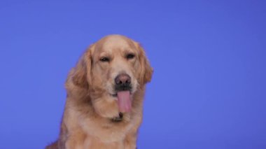 Açgözlü Golden Retriever köpeği dilini çıkarıp burnunu yalıyor, yan yana bakıyor, mor arka planda oturuyor ve nefes nefese kalıyor.