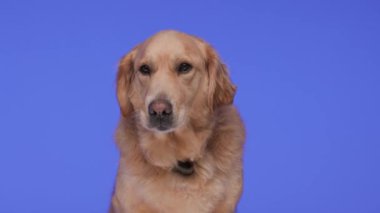 Tatlı Golden Retriever köpek yavrusu yukarı bakıyor, burnunu yalarken merak ediyor, soluk soluğa kalıyor ve mor arka planın önüne bakıyor.